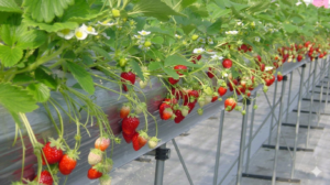 Tour săn mây Đà Lạt