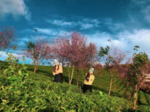 Tour săn mây Đà Lạt
